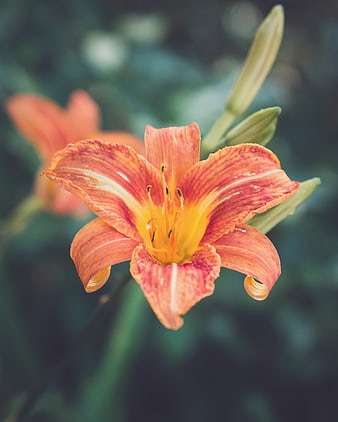 Close-up of vibrant orange daylily flower with green bokeh background