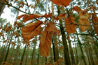 Close-up of dry brown oak leaves on a branch in a forest