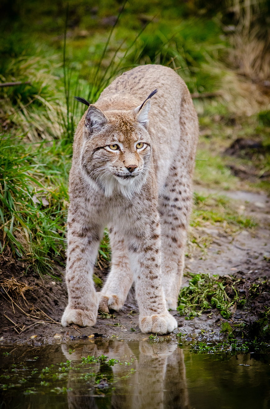 Wild Eurasian Lynx Walking by Forest Stream