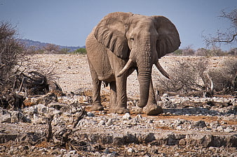 African Elephant Standing In Rocky Etosha National Park Landscape