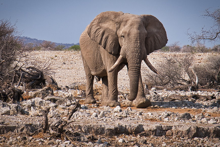 African Elephant Standing In Rocky Etosha National Park Landscape