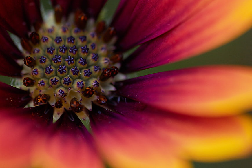 Macro Close-Up of Vibrant Red and Yellow Daisy Flower Center
