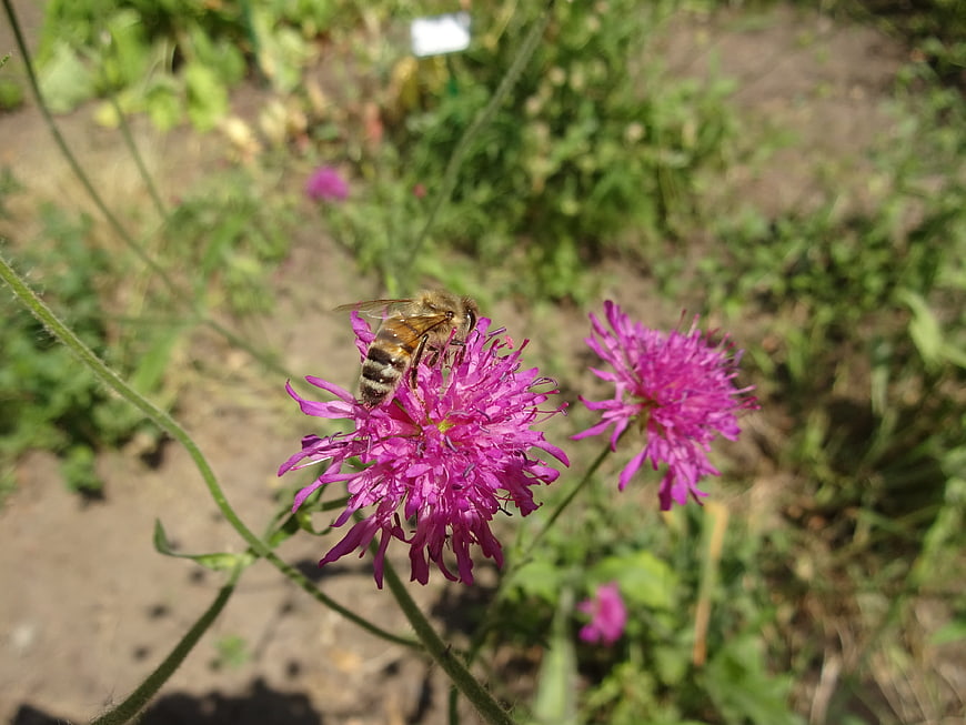 Honeybee Pollinating Pink Wildflower in Garden