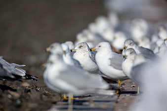 Flock of seagulls resting on wooden pier