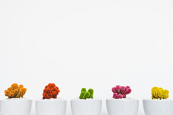 Colorful Artificial Cacti in White Pots on White Background
