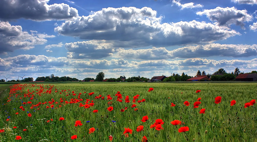Vibrant Red Poppies in Green Meadow Under Blue Sky