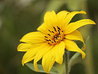 Close-up of a vibrant yellow wild sunflower with blurred green background
