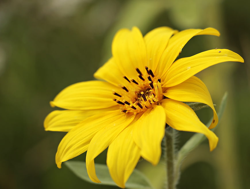 Close-up of a vibrant yellow wild sunflower with blurred green background