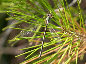 Green damselfly perched on pine needles in sunlight