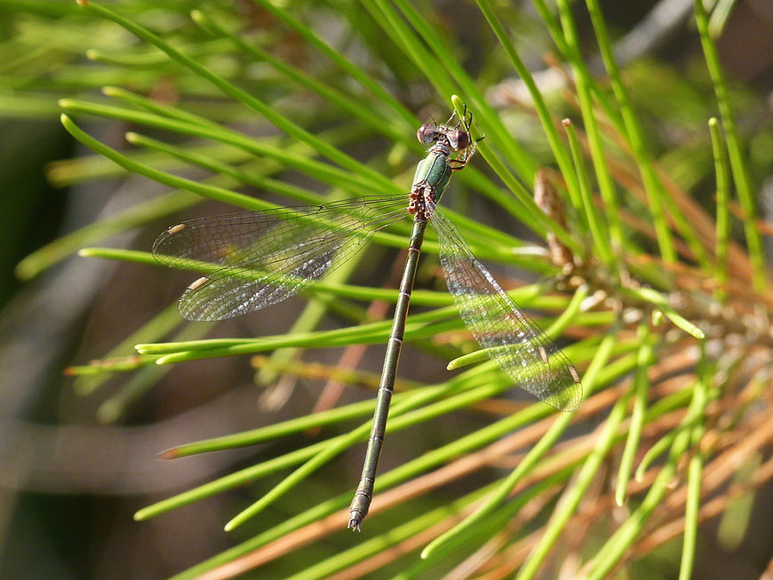 Green damselfly perched on pine needles in sunlight