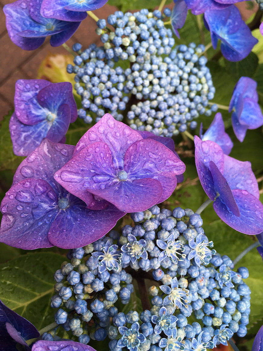Close-up of vibrant purple and blue hydrangea flowers with water droplets