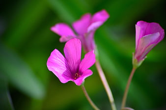 Close-up of vibrant pink wood sorrel flowers against green background
