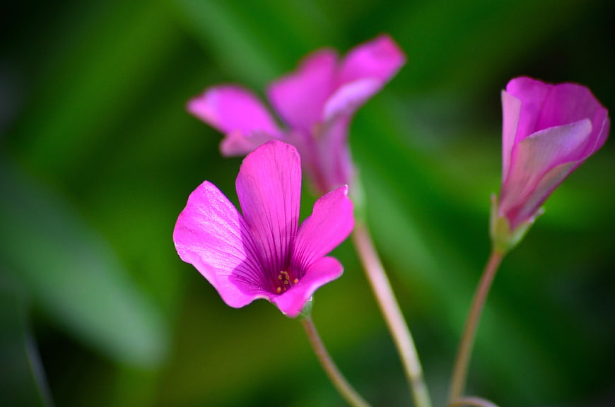 Close-up of vibrant pink wood sorrel flowers against green background