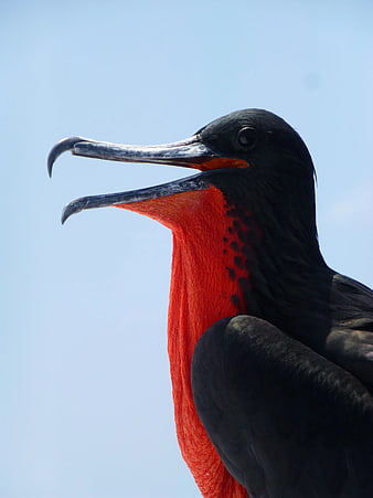 Close-up of Magnificent Frigatebird with Inflated Red Gular Sac