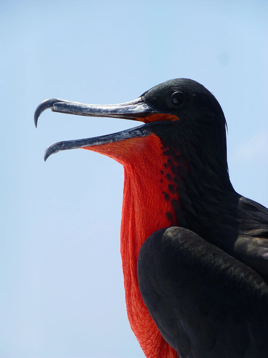Close-up of Magnificent Frigatebird with Inflated Red Gular Sac