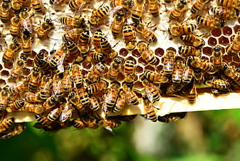 Close-up of Honey Bees on Hive Frame
