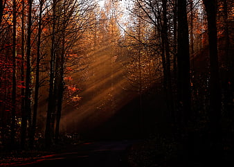 Sunbeams shining through autumn forest trees
