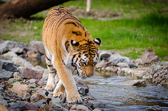 Majestic Tiger Walking on Rocky Riverbank