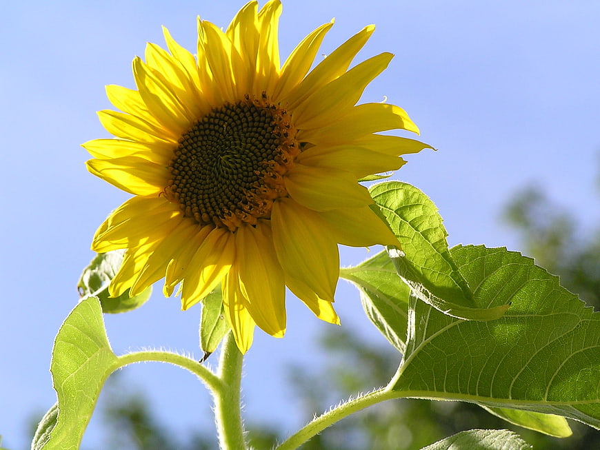 Vibrant Sunflower Bloom Against Clear Blue Sky