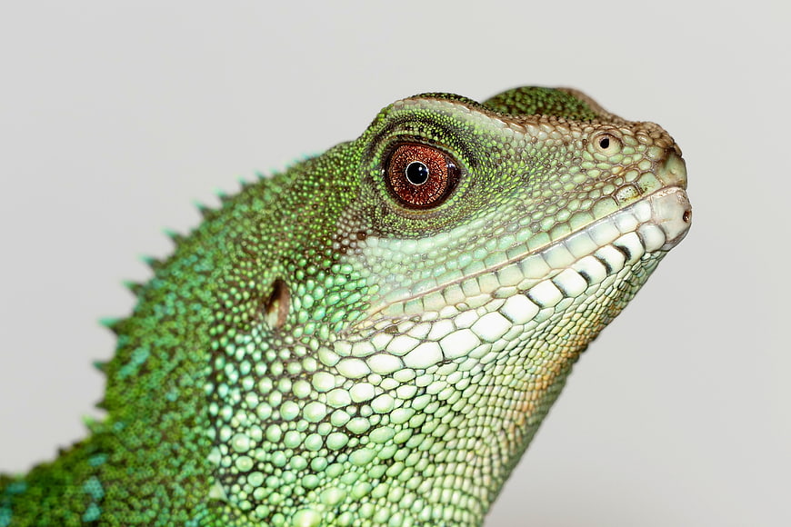 Close-up Portrait of a Green Chinese Water Dragon Head