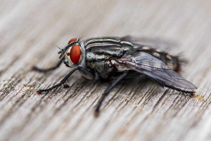 Macro Close-Up of a Housefly on Weathered Wood