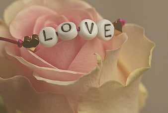 Love Beads Bracelet on Pink Rose Close Up