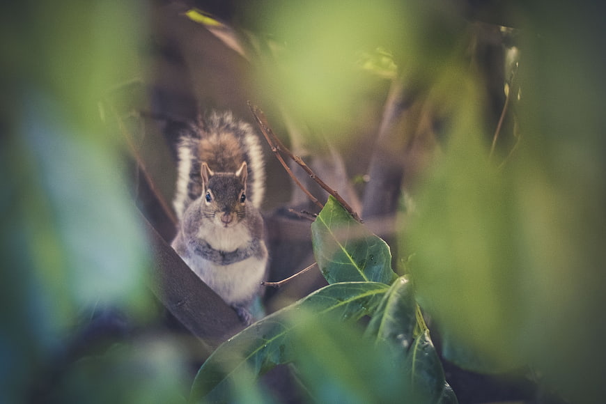 Cute squirrel peeking through green leaves in forest
