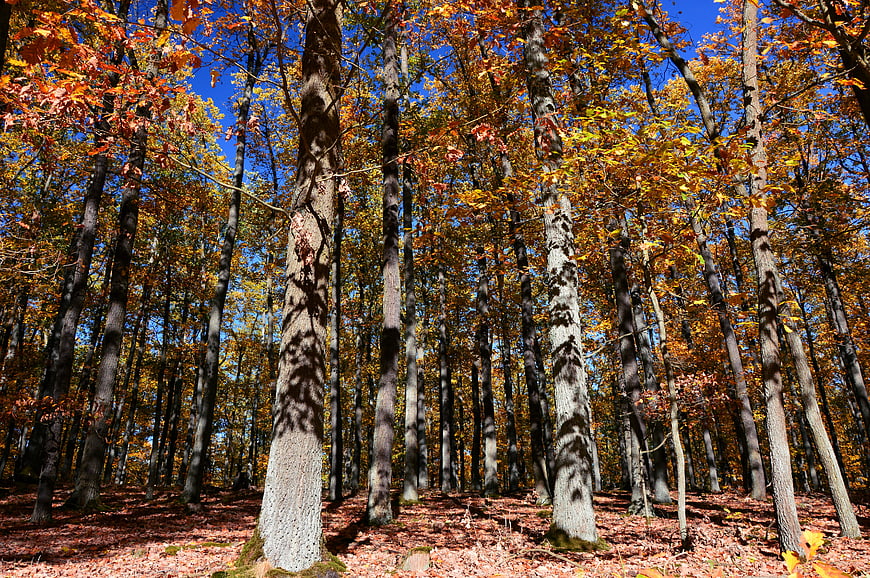 Autumn Forest Landscape With Tall Trees And Colorful Leaves