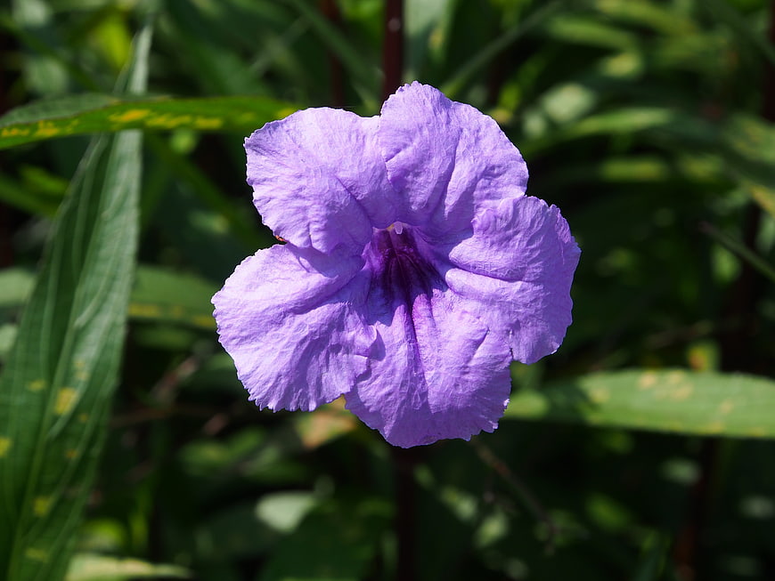Close-up of purple Mexican petunia flower in garden