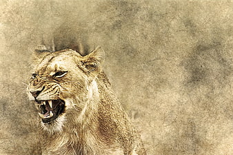 Vintage textured roaring lioness on aged paper background