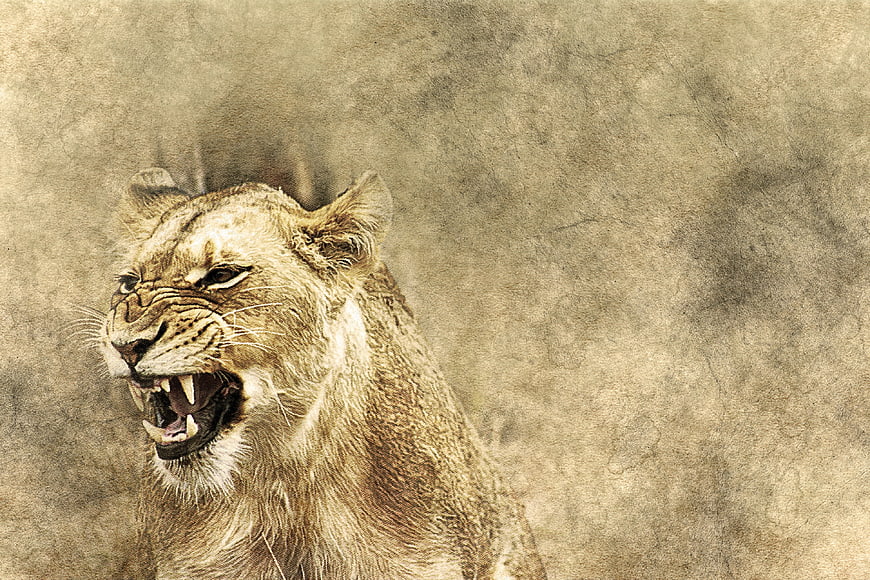 Vintage textured roaring lioness on aged paper background