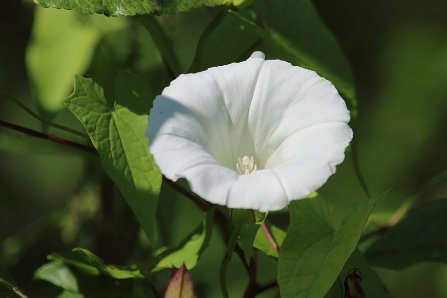 Close-up of a white morning glory flower in sunlight