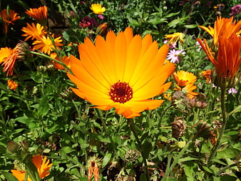 Vibrant Orange Calendula Flower in Sunlit Garden
