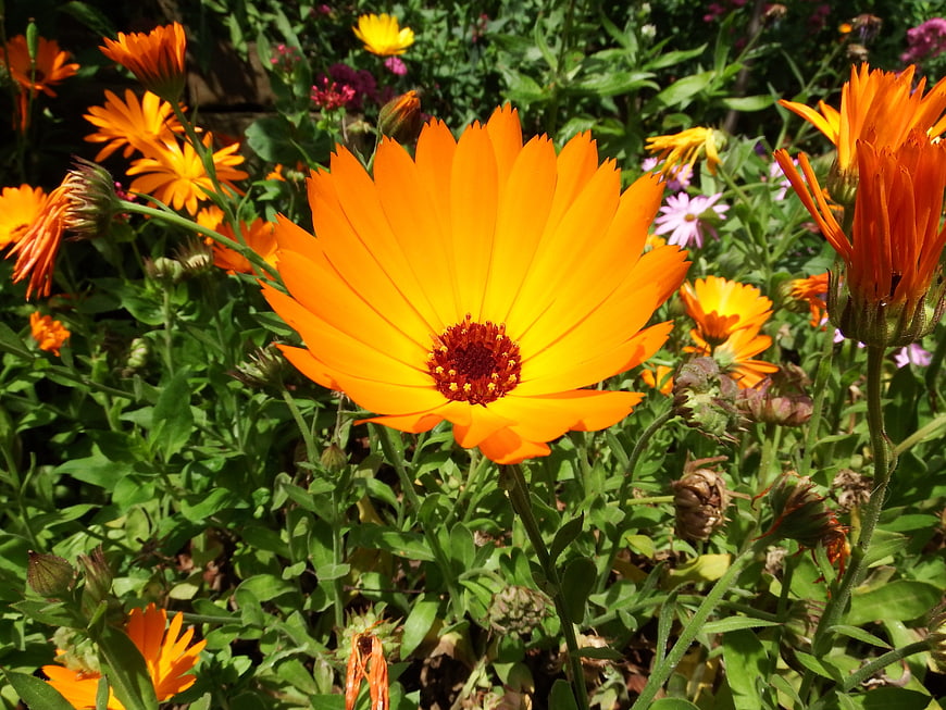 Vibrant Orange Calendula Flower in Sunlit Garden
