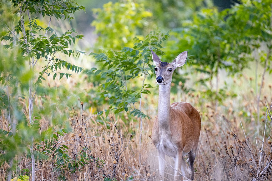 Young White-Tailed Deer Standing in Grassy Field