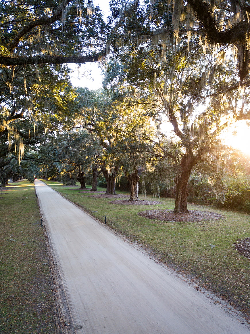 Sunlit gravel road lined with moss-draped oak trees