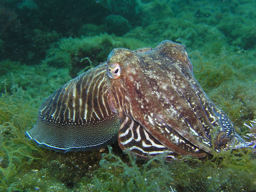 Common Cuttlefish Resting On Green Seaweed Bed Underwater