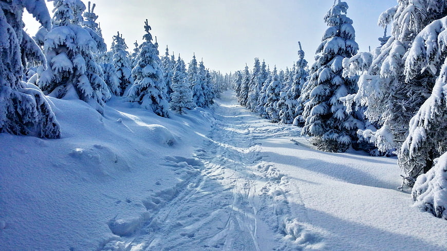 Snowy Winter Forest Trail With Footprints And Frosty Pine Trees
