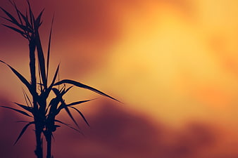 Silhouette of bamboo leaves against a vibrant orange sunset sky