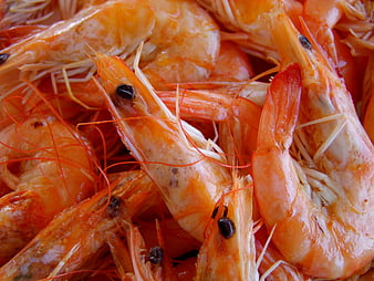 Close-up of fresh raw shrimp with heads and antennae