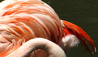 Close-up of vibrant pink flamingo feathers in sunlight