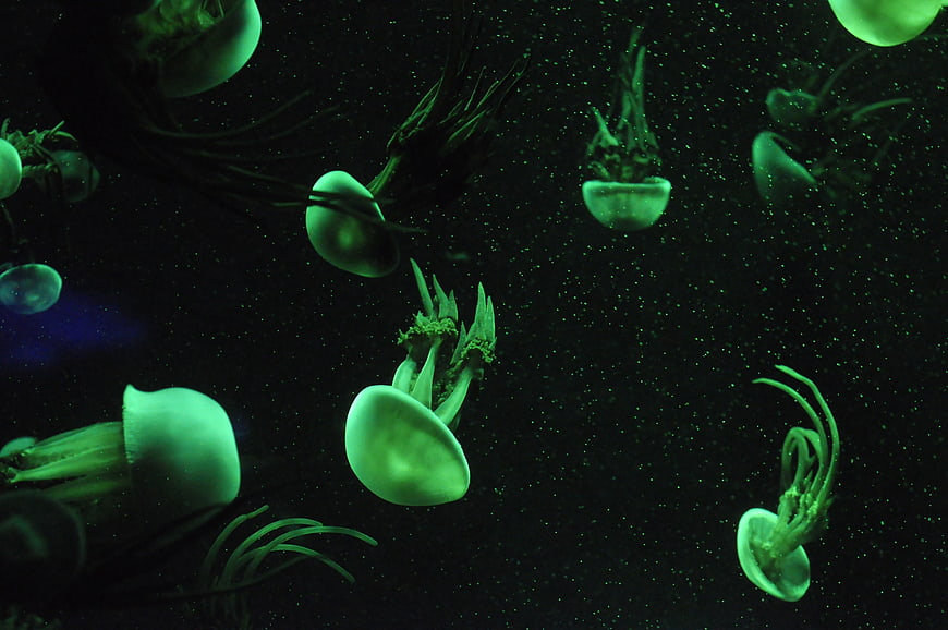 Glowing green jellyfish swimming in dark aquarium water