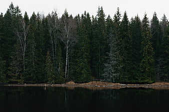 Serene Lake Reflection of Dark Pine Forest