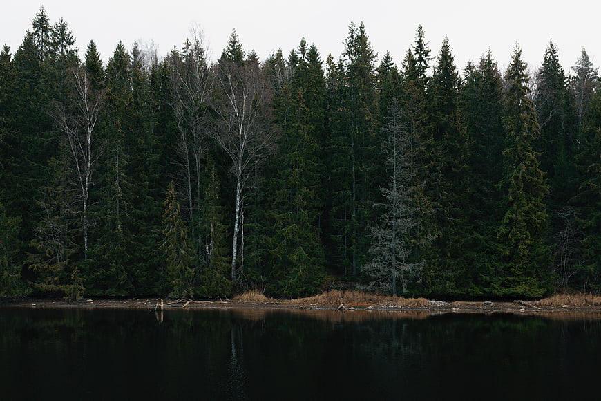 Serene Lake Reflection of Dark Pine Forest