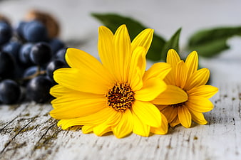 Yellow Sunflowers and Grapes on Rustic Wooden Table