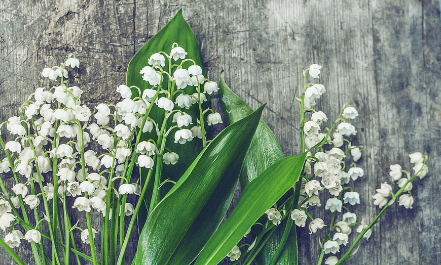 Fresh lily of the valley flowers on rustic weathered wooden background