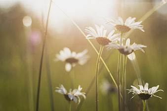 White daisies in a sunlit meadow with golden bokeh background