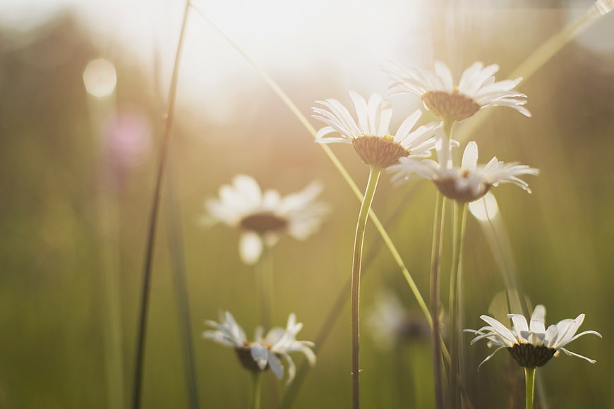 White daisies in a sunlit meadow with golden bokeh background