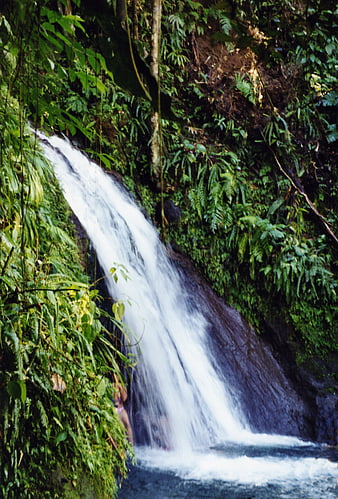 Lush tropical waterfall cascading through dense green forest