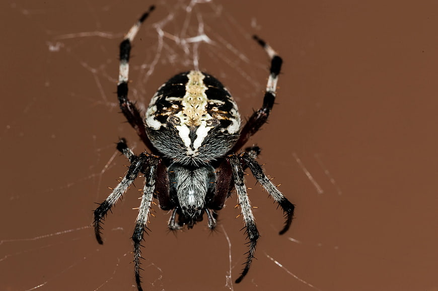 Close-up of a Garden Spider on Web